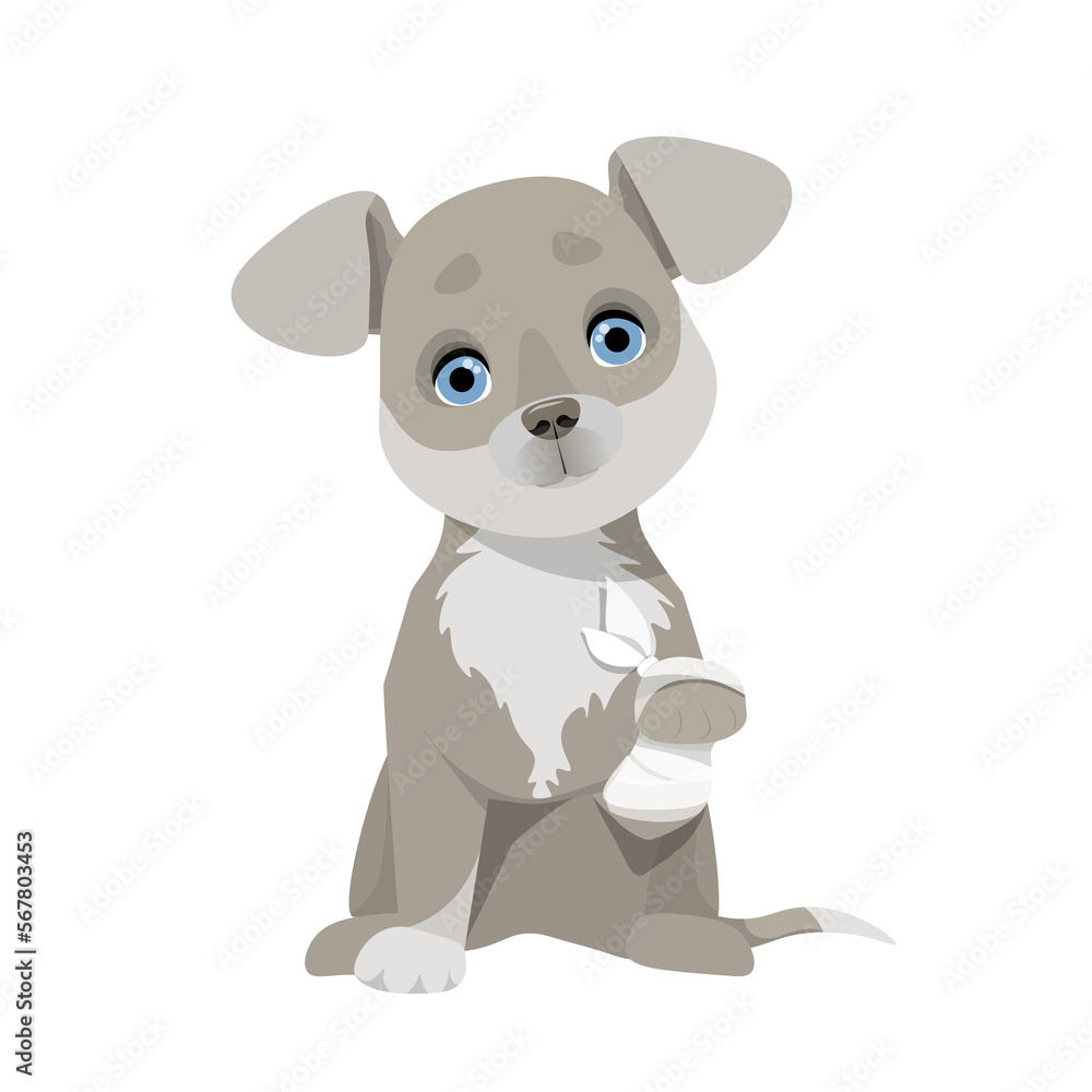 Naklejka premium Small gray dog with a paw wrapped in a white bandage