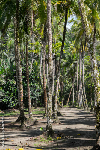 Sendero y palmeras en Playa Ventanas en la provincia de Puntarenas en la costa del Pacífico de Costa Rica photo