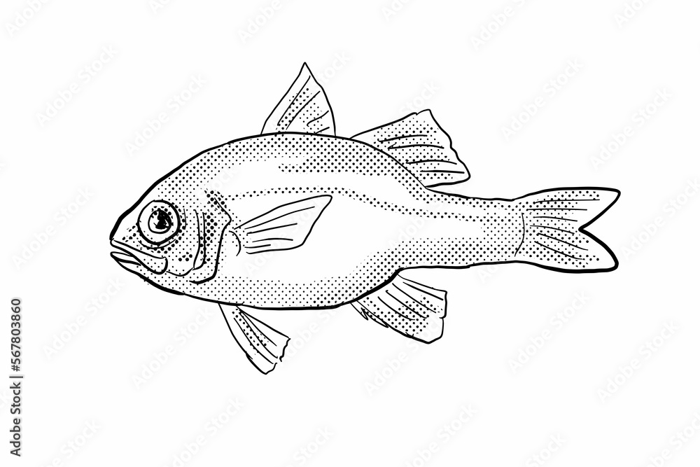 Obraz premium Cartoon style line drawing of an Apogon erythrinus or Hawaiian ruby cardinalfish a fish endemic to Hawaii and Hawaiian archipelago with halftone dots shading on isolated background in black and white.