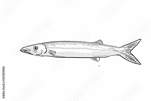 Cartoon style line drawing of a Japanese barracuda Sphyraena japonica  a fish endemic to Hawaii and Hawaiian archipelago with halftone dots shading on isolated background in black and white. photo
