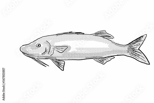 Moana kali Parupeneus cyclostomus or gold-saddle goatfis Hawaii Fish Cartoon Drawing Halftone Black and White photo