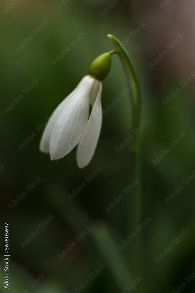 Close up of common snowdrops (galanthus nivalis) in bloom Close up of common snowdrops (galanthus nivalis) in bloom