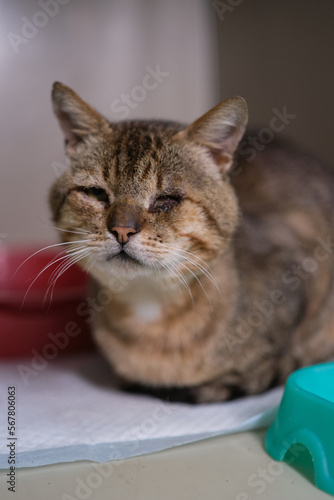 a one eyed cat sitting in the veterinary box. Stray cat in the animal hospital. High quality photo