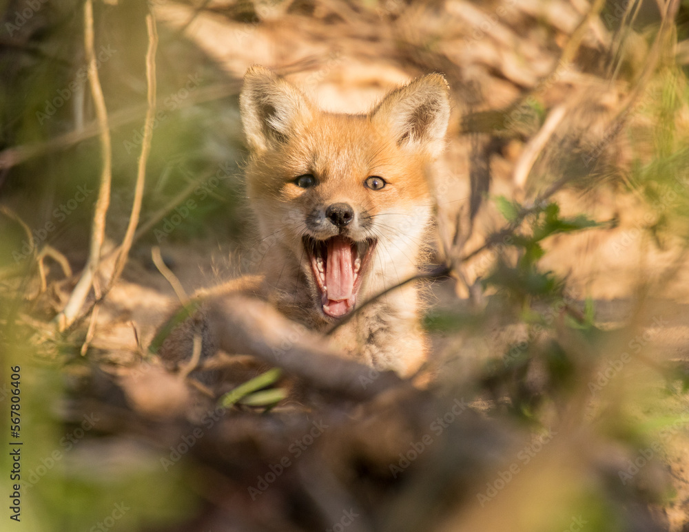 red fox in the grass red fox in the grass