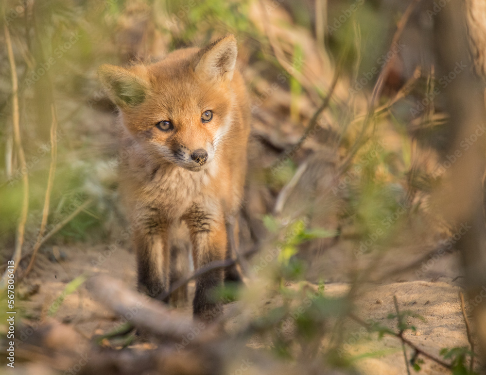 red fox cub red fox cub