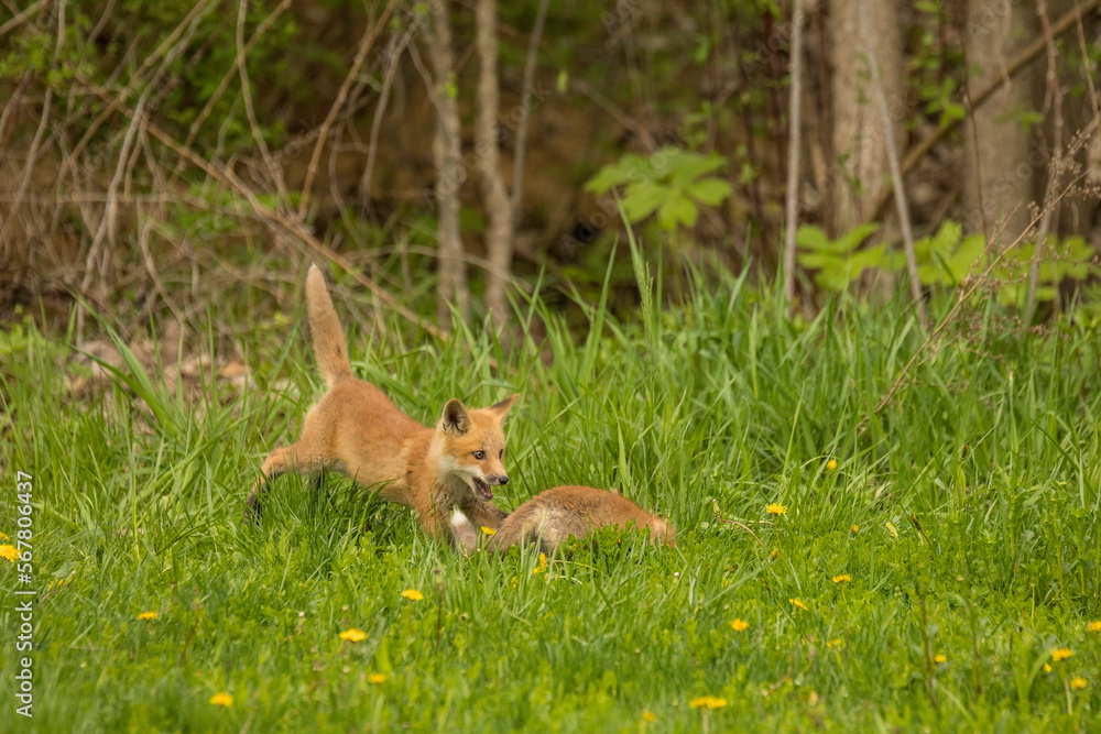 Fototapeta premium red fox cub