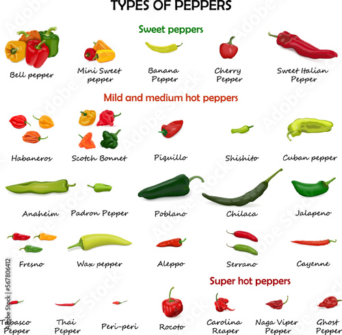 Type of peppers. Sweet peppers. Mild and medium hot Chili peppers. Super hot peppers. Vegetables. Vector illustration isolated on white background.