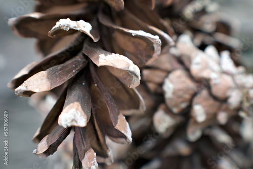 Close up of a sap covered pine cone in front of a pile of other pine cones, sent to scatter seed to grow into the garden forest