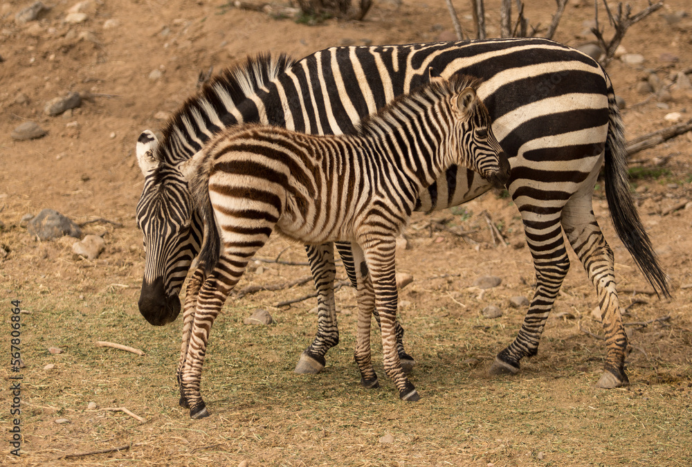 momma and baby zebra momma and baby zebra