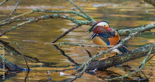 resting Mandarin duck  © Jodi