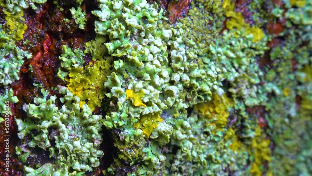 Lichens overgrown tree trunk, symbiosis of fungus and algae, indicator species, Slider shot Lichens overgrown tree trunk, symbiosis of fungus and algae, indicator species, Slider shot