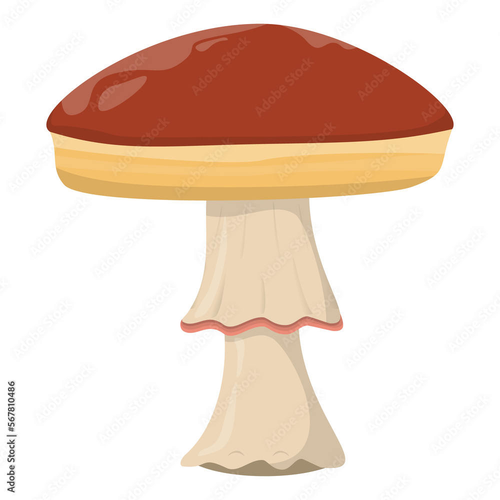Amanita mushroom. Organic mushrooms. Truffle brown cap. Forest wild mushrooms types. Colorful PNG illustration.