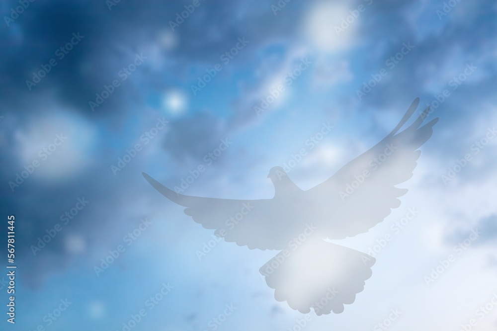 Fototapeta premium Light Silhouette of bird on colored sky background