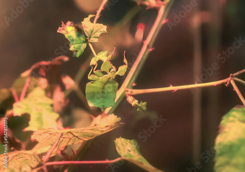 Phyllium giganteum big green insects sitting on tree. Giant Malaysian Leaf insect, selective focus photo