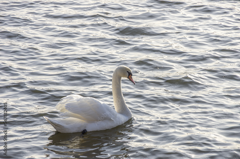 Single swan on the Moritzburg palace pond, Moritzburg, Saxony, Germany. Single swan on the Moritzburg palace pond, Moritzburg, Saxony, Germany.