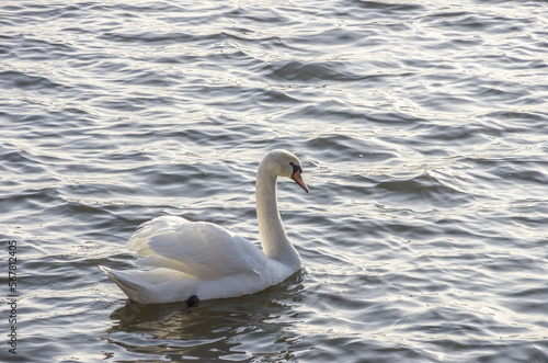 Single swan on the Moritzburg palace pond, Moritzburg, Saxony, Germany.