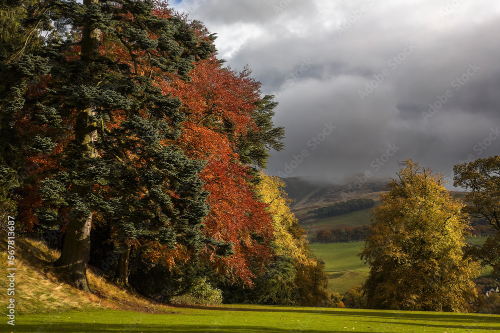 Fototapeta premium Autumn colour and a view over the Moorfoot Hills from the grounds of Barony Castle, Eddleston, Scottish Borders, UK