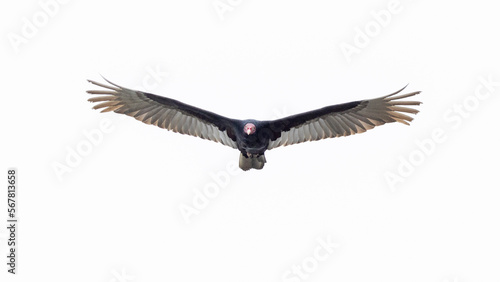 Ein fliegender Truthahngeier freigestellt frontal © HPE