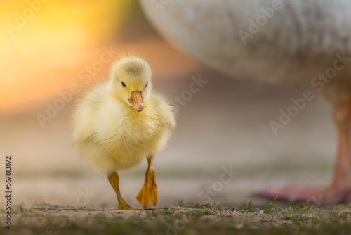 Baby duck © Bruno