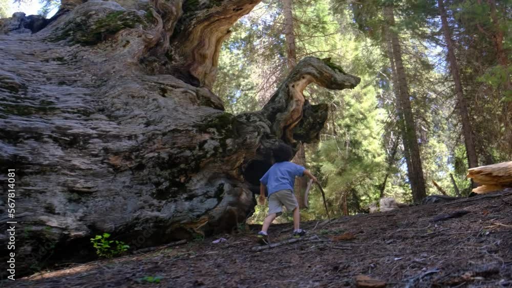 child explores walks through forests yosemite national park, california, redwoods, between giant trees in summer concept learn explore vacation nature lifestyle family colors sequoia, usa child explores walks through forests yosemite national park, california, redwoods, between giant trees in summer concept learn explore vacation nature lifestyle family colors sequoia, usa