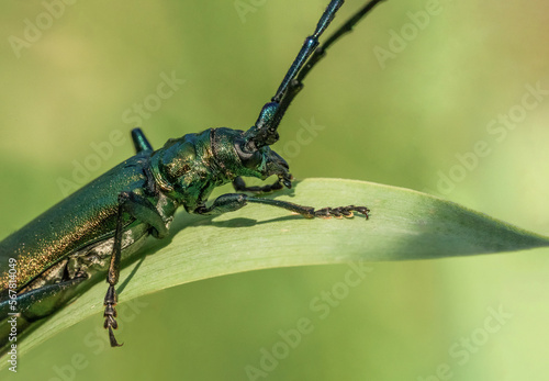 Śliczny zielony chrząszcz na wiosennej zielonej łące