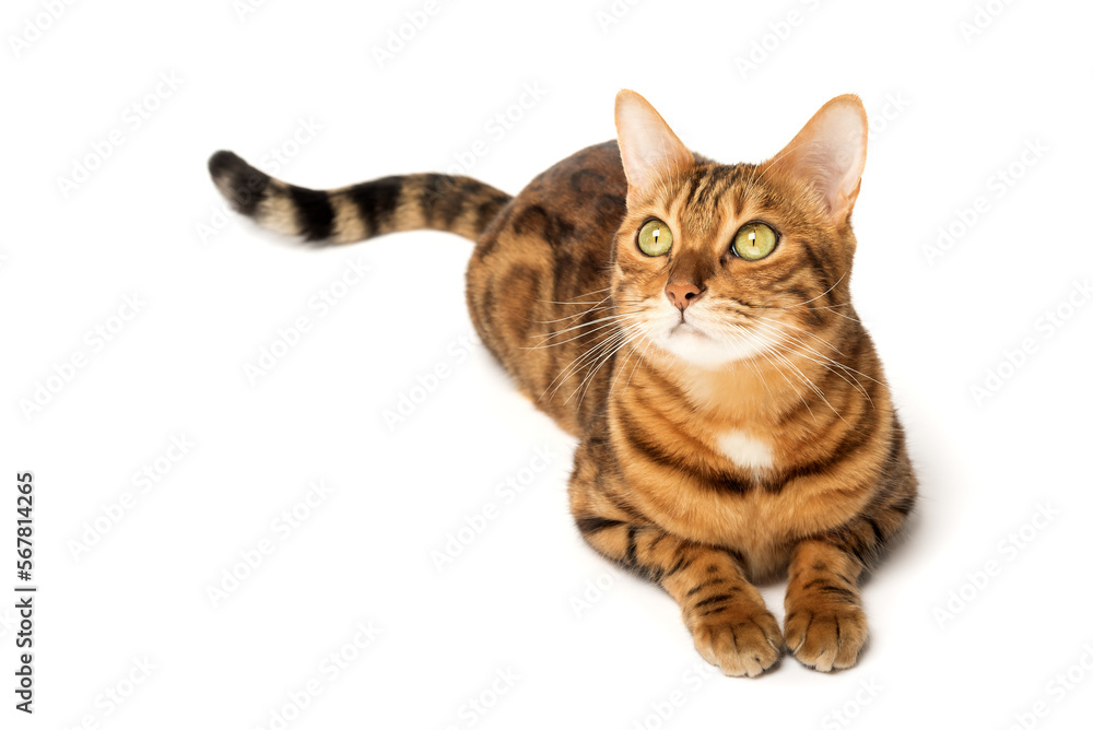 Naklejka premium Bengal cat sitting in full growth on a white background.