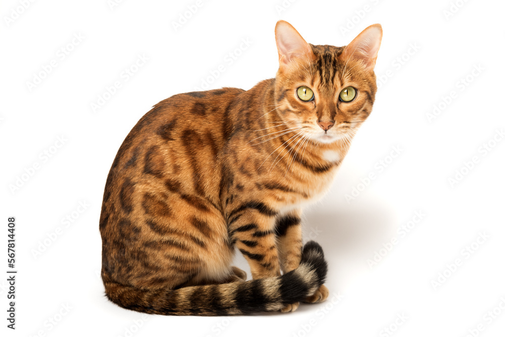 Bengal cat on white background sits sideways Bengal cat on white background sits sideways