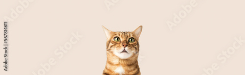 Funny cat face on a colored background.