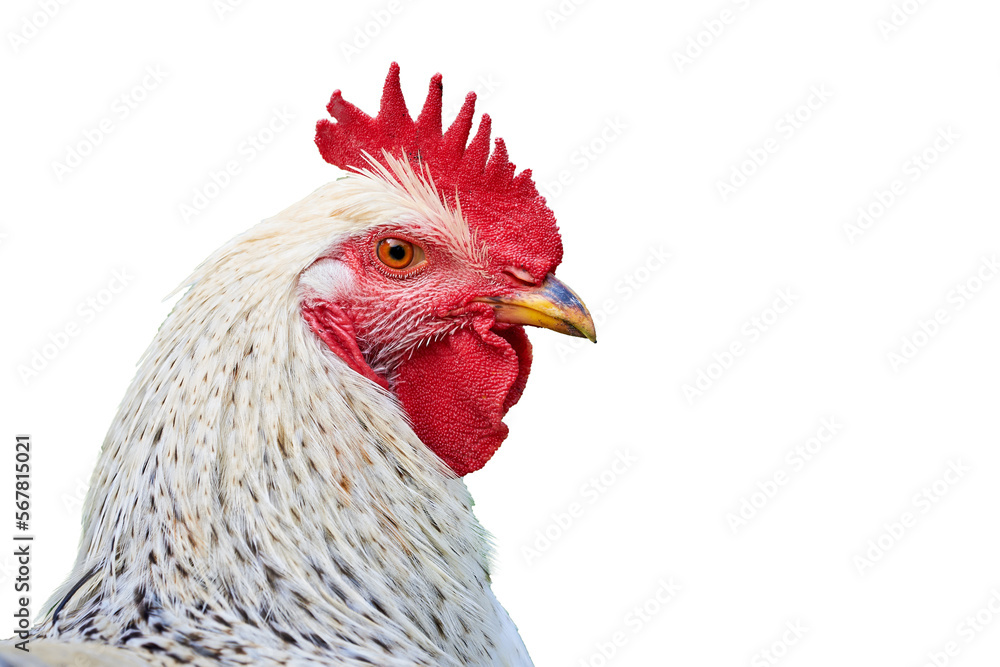 Rooster Head Isolated ( Gallus gallus domesticus ) Close Up