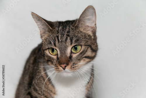 Portrait of a beautiful gray tabby cat with beautiful bright green eyes and a white chest. Smart gray tabby cat. Close-up. White background.
