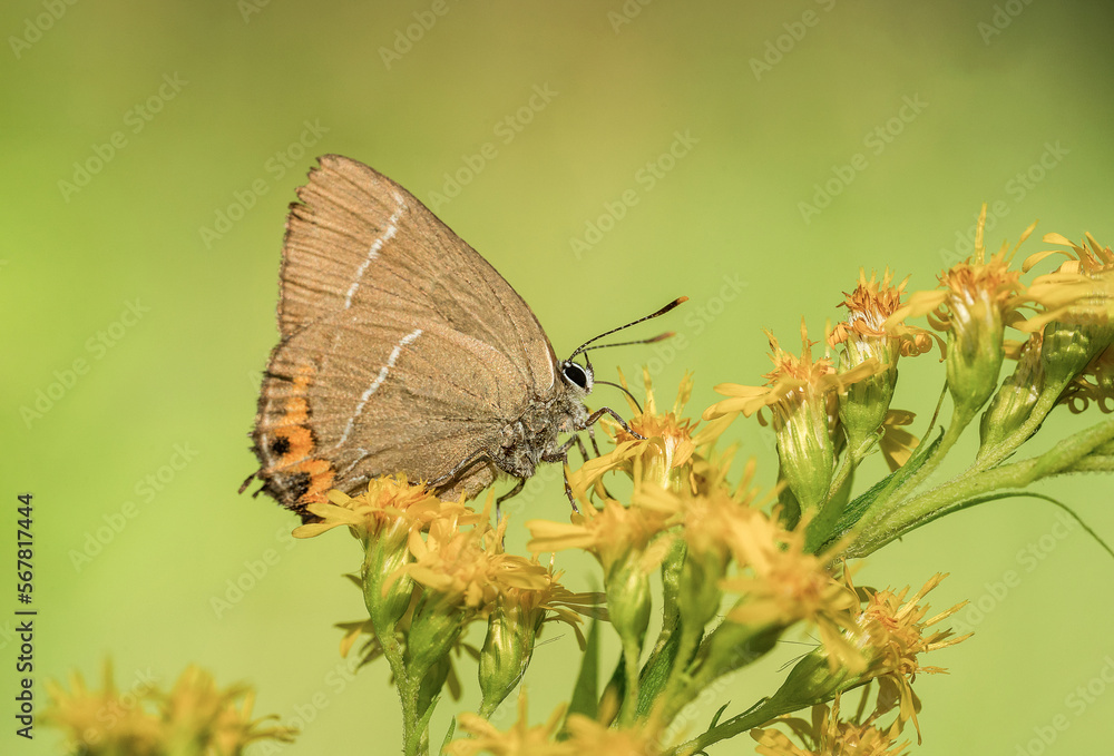 Piękny barwny motyl wśród żółtych kwiatów na zielonej łące Piękny barwny motyl wśród żółtych kwiatów na zielonej łące