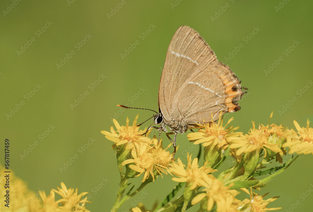 Piękny barwny motyl wśród żółtych kwiatów na zielonej łące Piękny barwny motyl wśród żółtych kwiatów na zielonej łące