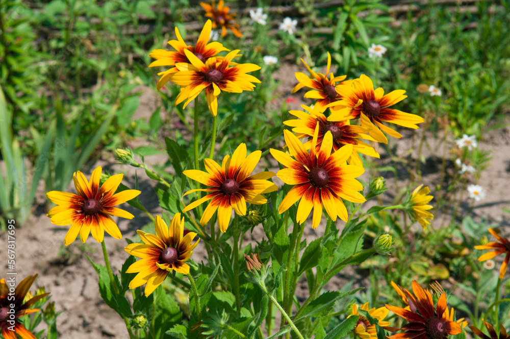 Fototapeta premium Bright rudbeckia in the summer flower bed.