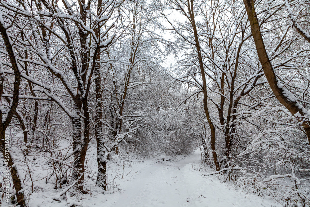 Picturesque snow trees in a winter atmosphere after the recent heavy snowfall. Winter snow trees, park road perspective. White alley in forest. Snowy tree rows and gray sky. Traces on footpath. Picturesque snow trees in a winter atmosphere after the recent heavy snowfall. Winter snow trees, park road perspective. White alley in forest. Snowy tree rows and gray sky. Traces on footpath.