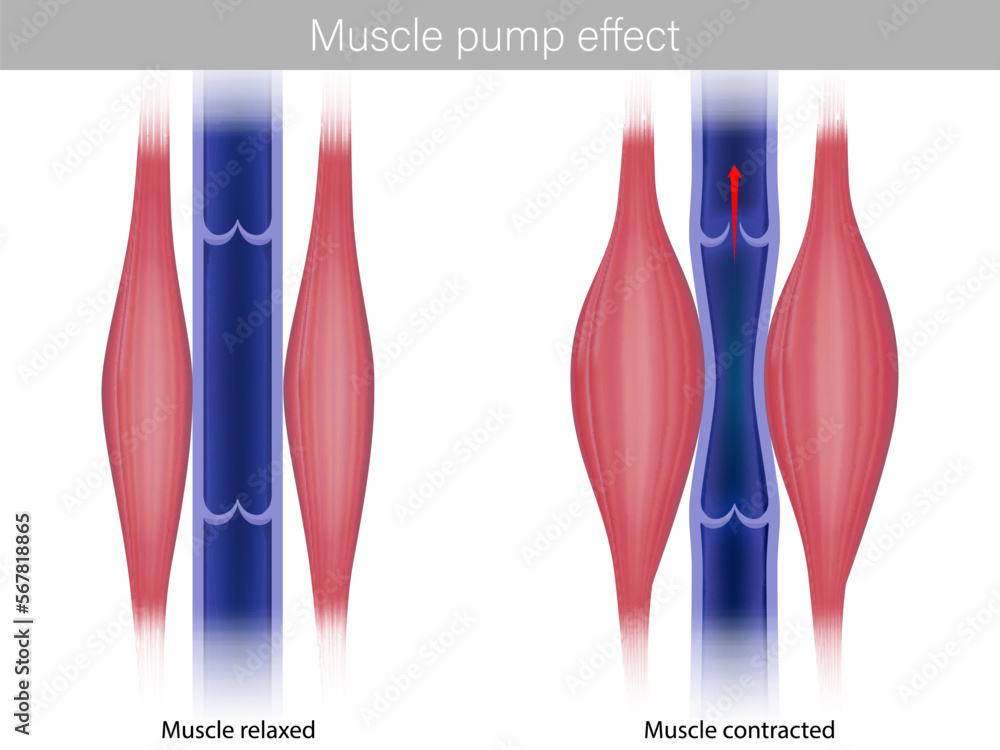 Vetor do Stock Skeletal Muscle pump effect. Illustration of muscle