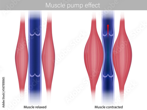 Skeletal Muscle pump effect. Illustration of muscle pump effect on venous return and muscle blood. Calf contracted and relaxed Muscles