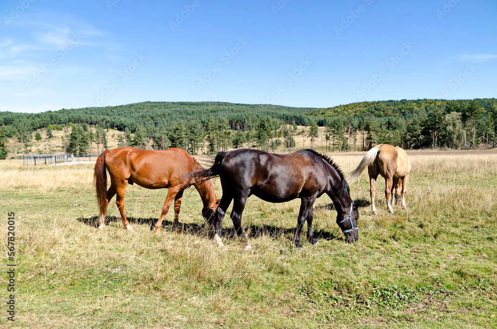 Mountain landscape and beautiful horses on an autumn meadow, Plana mountain, Bulgaria Mountain landscape and beautiful horses on an autumn meadow, Plana mountain, Bulgaria