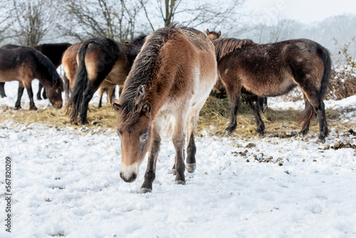 a herd of exmoor ponies at a feeding place in the winter landscape