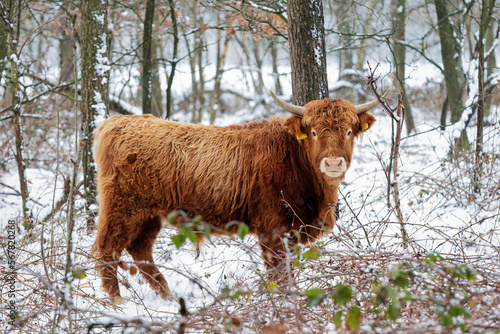 a scottish highlander in a snowy winter landscape