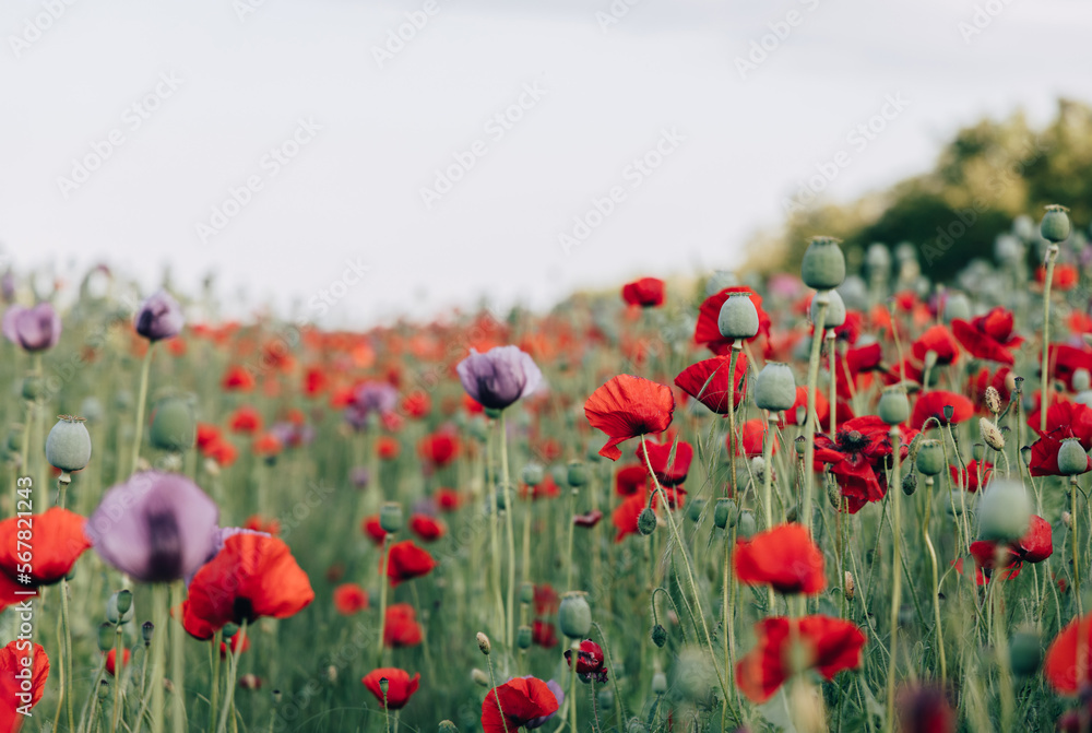 Obraz premium Red and purple poppy flowers in the meadow closeup with shallow focus. Spring season natural floral background with copy space.