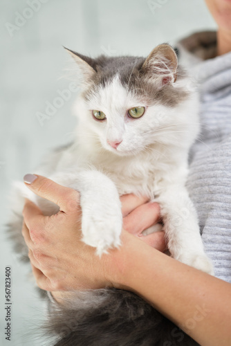 Female volunteer holding a stray cat in her arms. Kyiv, Ukraine. High quality photo