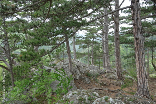 Bergwald in Niederösterreich