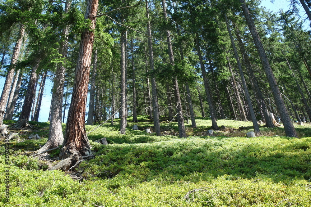 Heidelbeerwald in der Steiermark Heidelbeerwald in der Steiermark