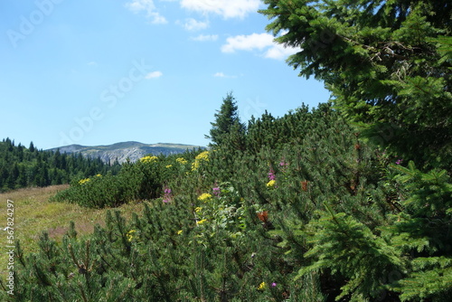 Bergwiese in den nördlichen Kalkalpen