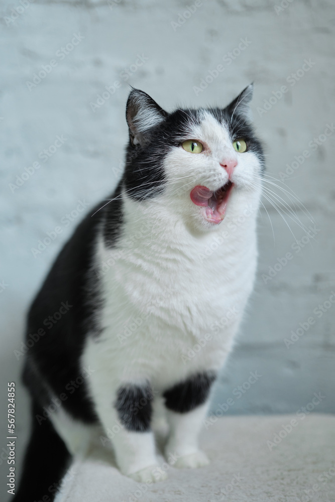 Hungry cat with green eyes looking and waiting for food. High quality photo Hungry cat with green eyes looking and waiting for food. High quality photo