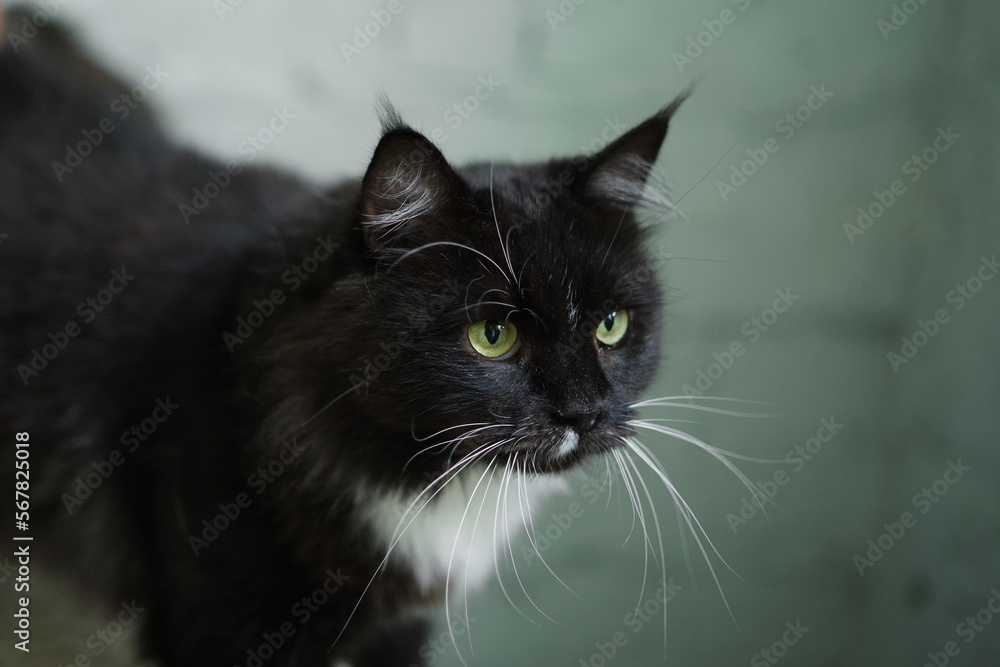 Hungry cat with green eyes looking and waiting for food. High quality photo