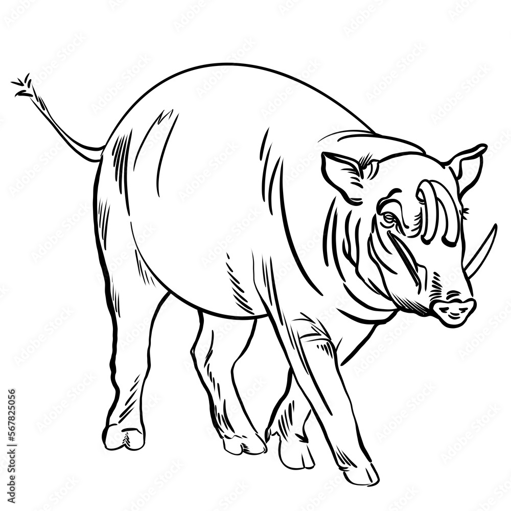 Fototapeta premium Line drawing at the zoo of babirusa pig 