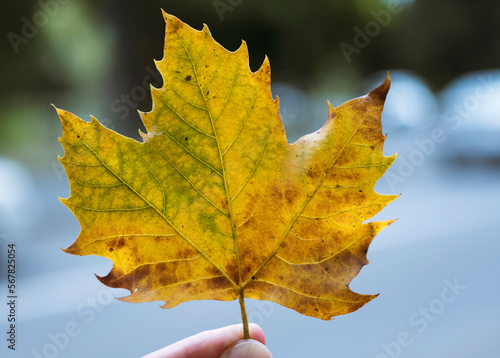 Maple leaf. Human fingers holding leaf with blurred background.