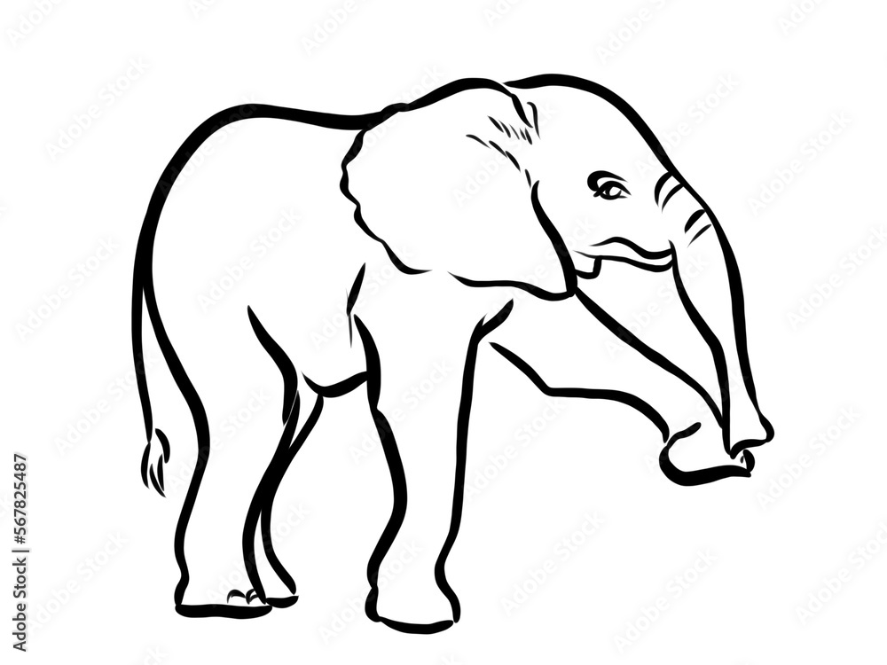 Line drawing at the zoo of baby elephant 