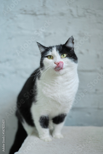 Hungry cat with green eyes looking and waiting for food. High quality photo